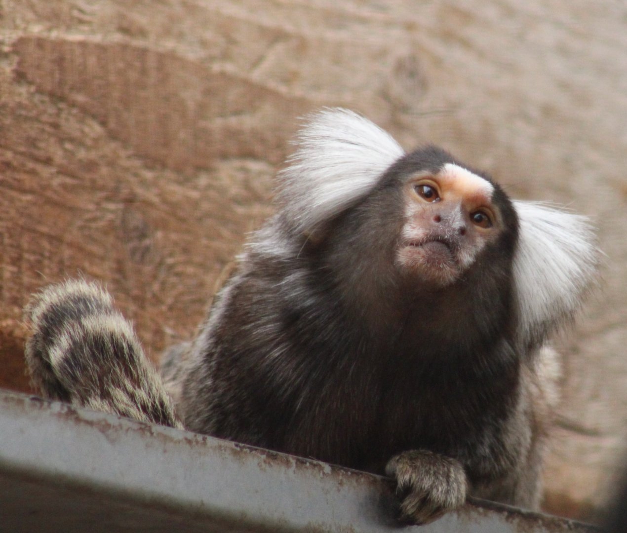 Common marmoset
