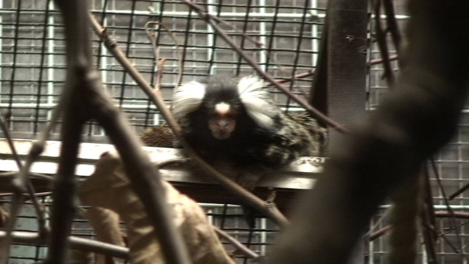 Common Marmoset