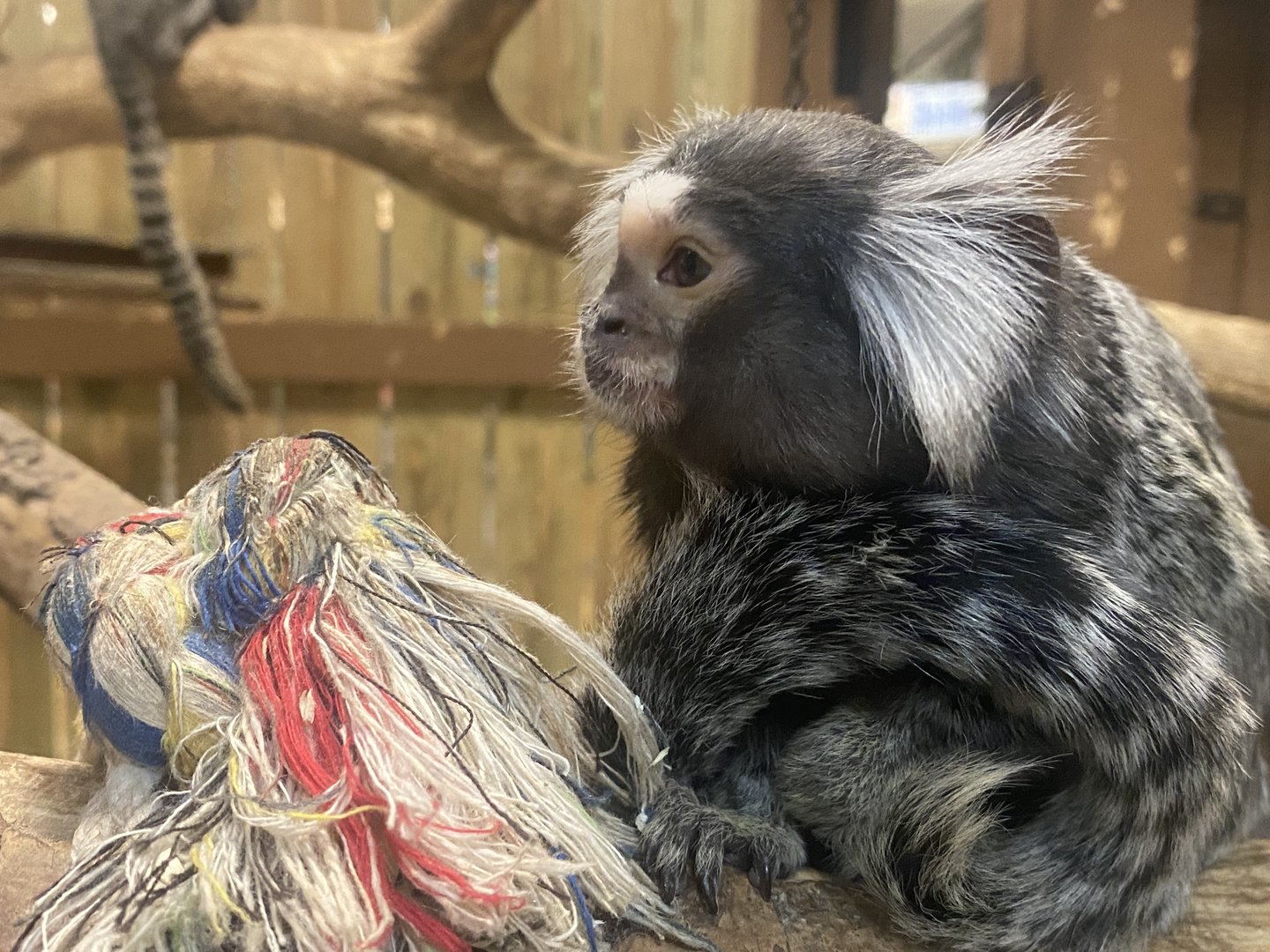 Common Marmoset