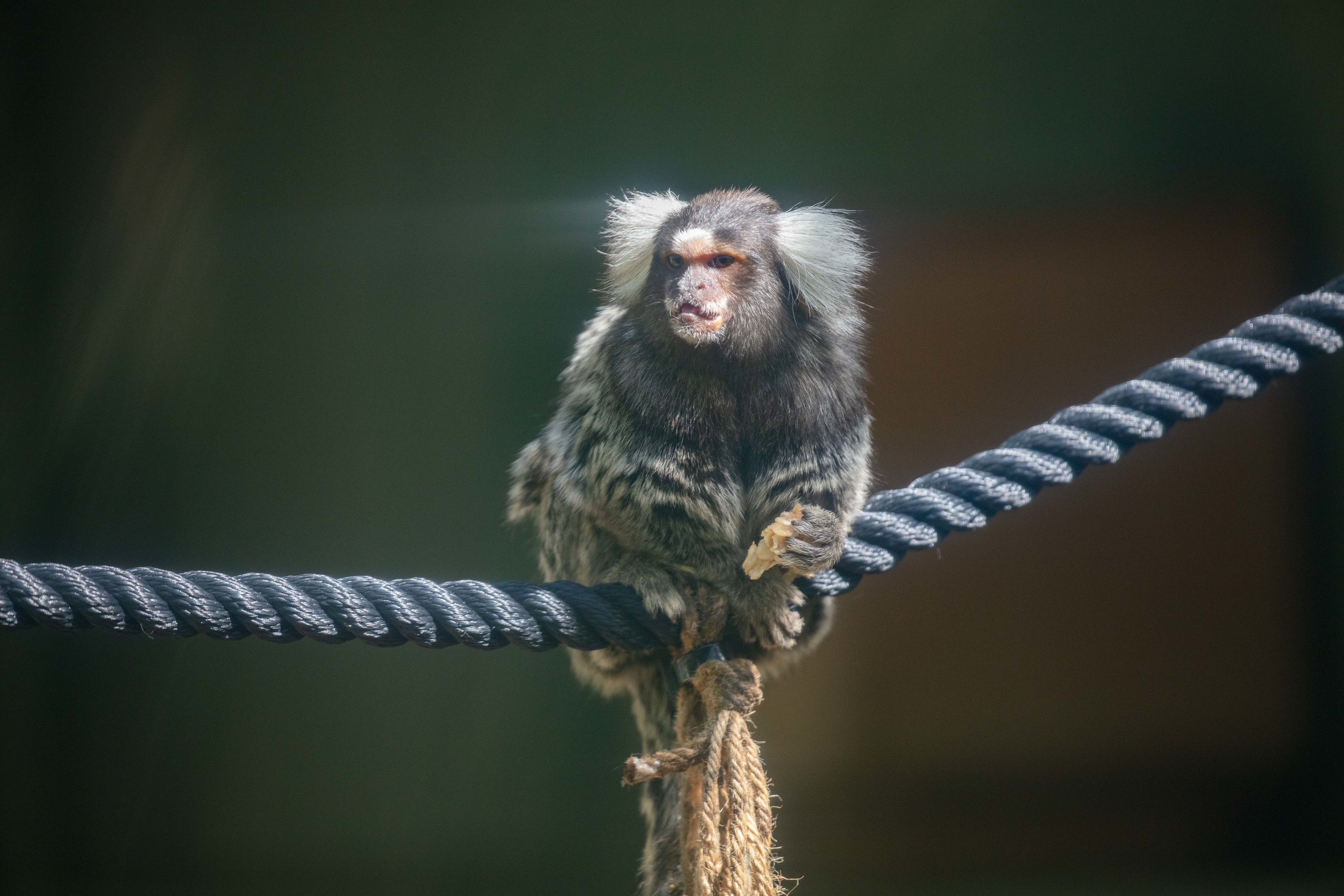 Common Marmoset