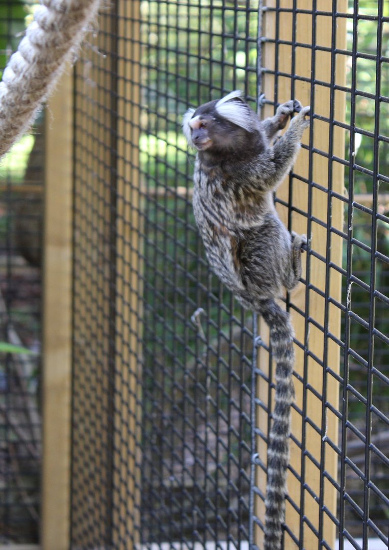 Common marmoset