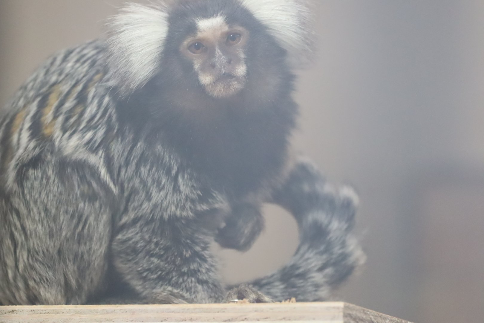Common Marmoset