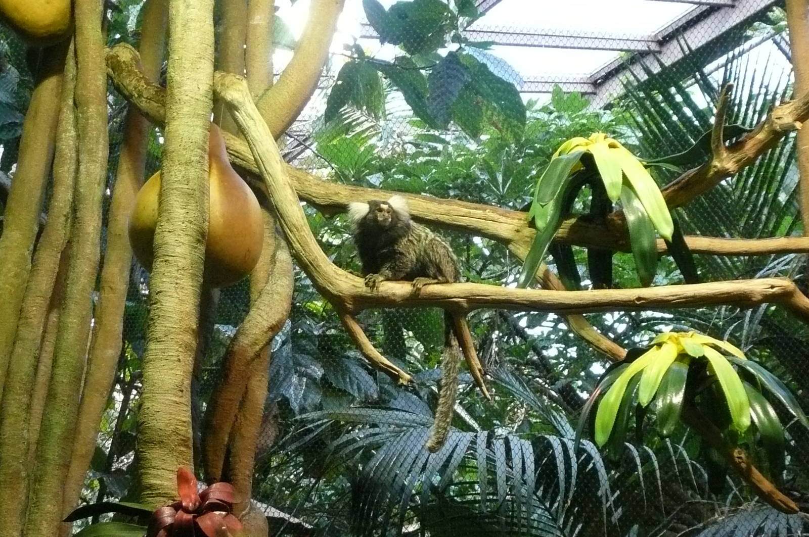 Common Marmoset