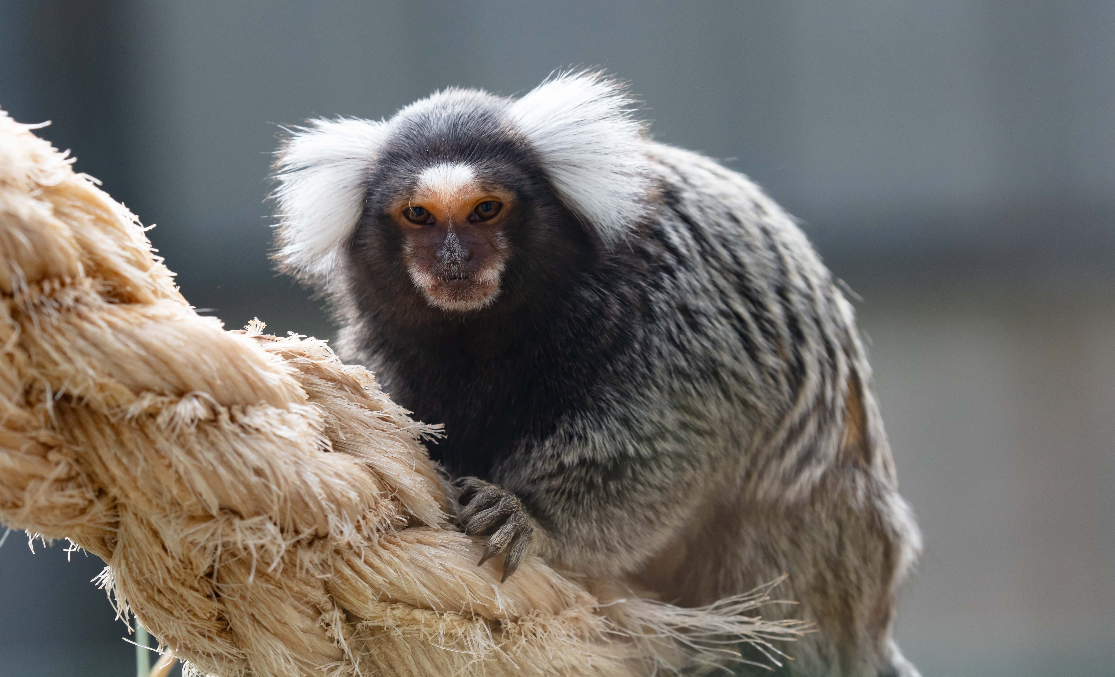 Common Marmoset