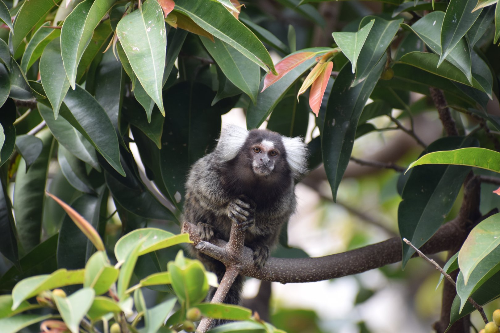 Common marmoset