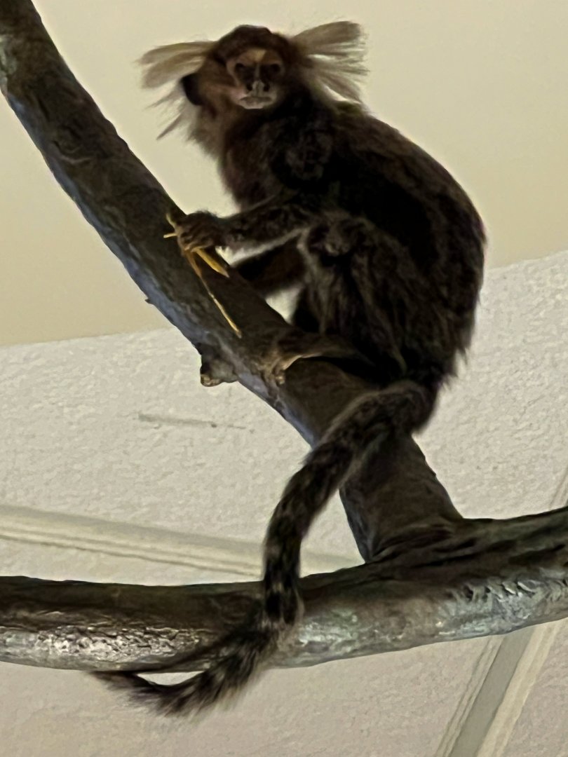 Common Marmoset