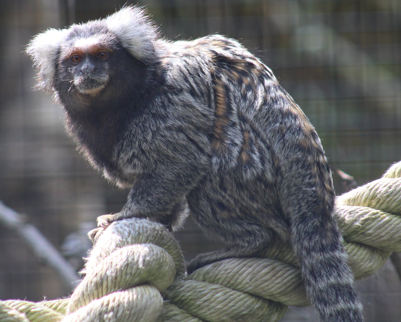 Common marmoset