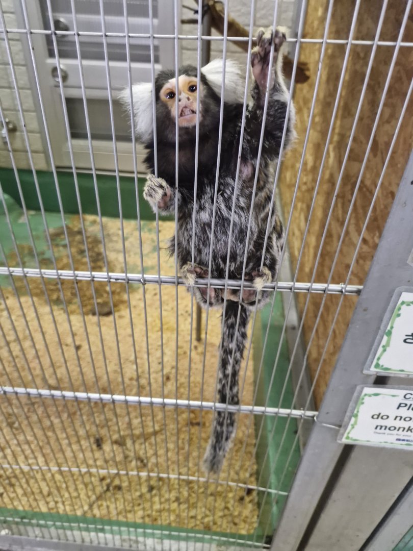 Common marmoset