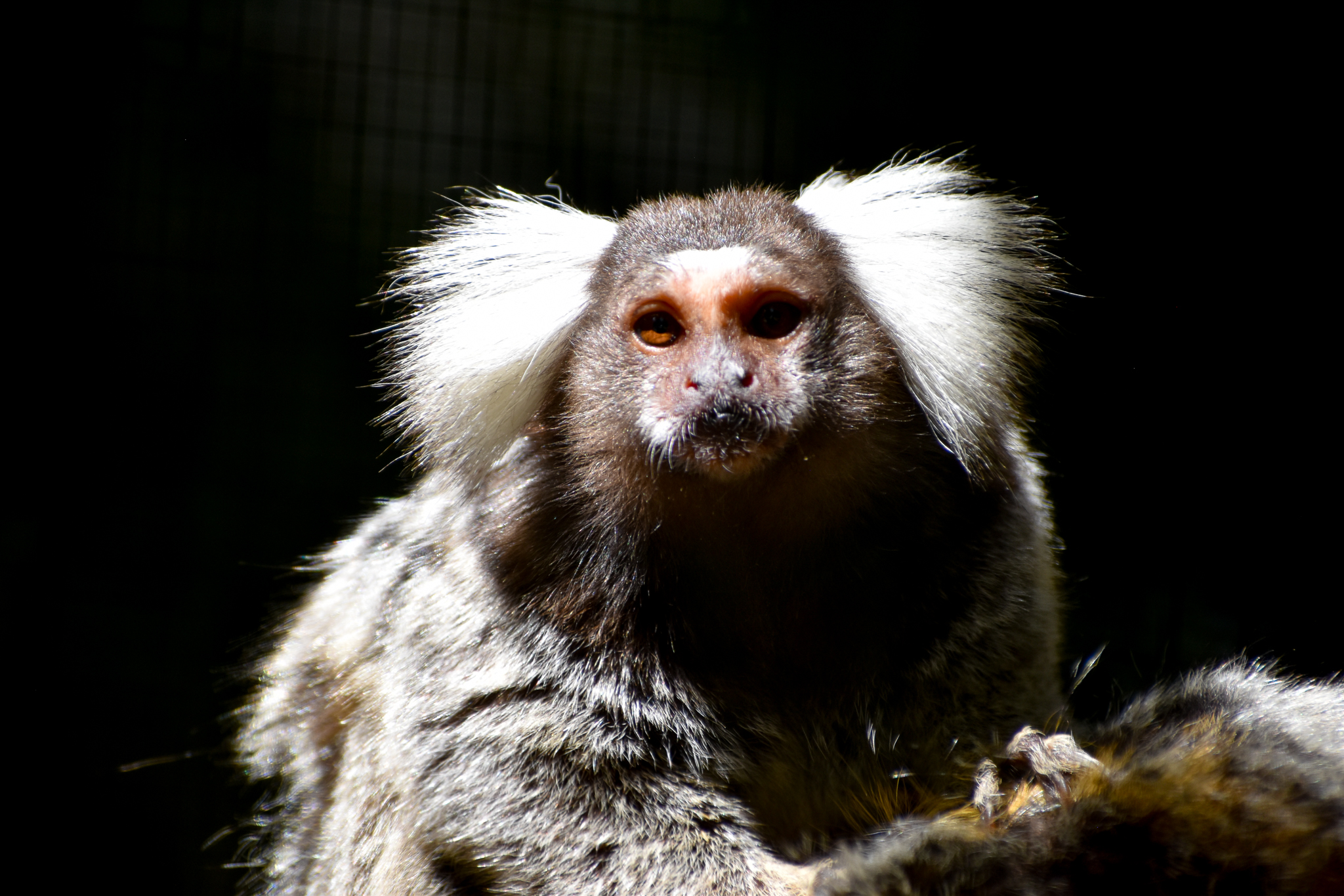 Common Marmoset