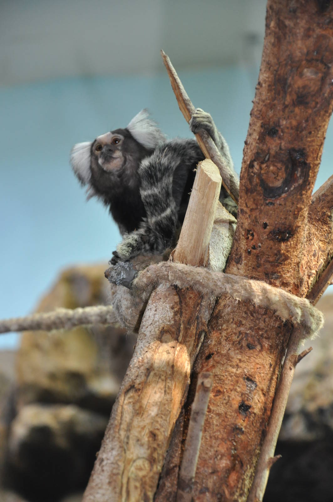 Common marmoset
