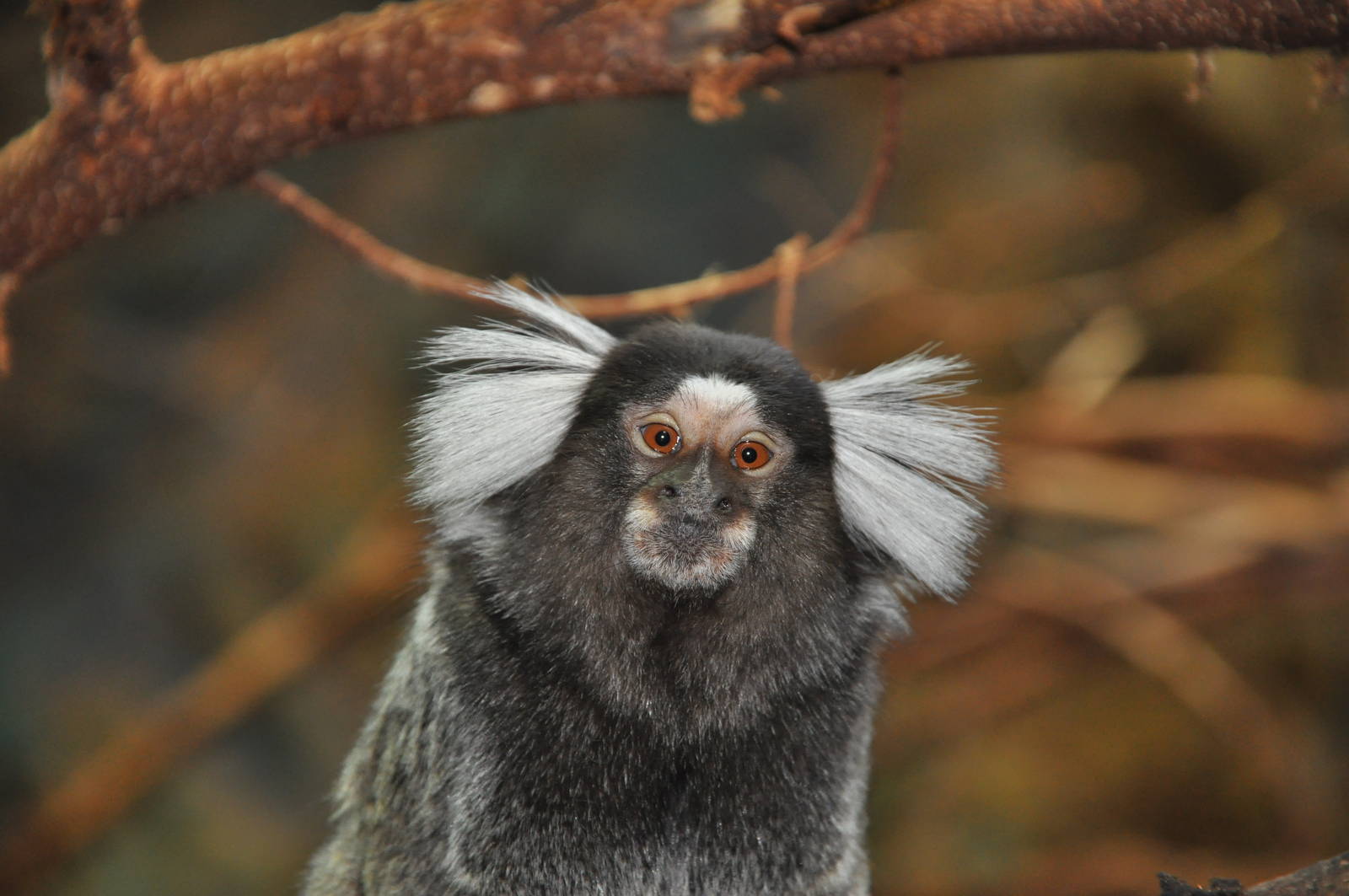 Common marmoset