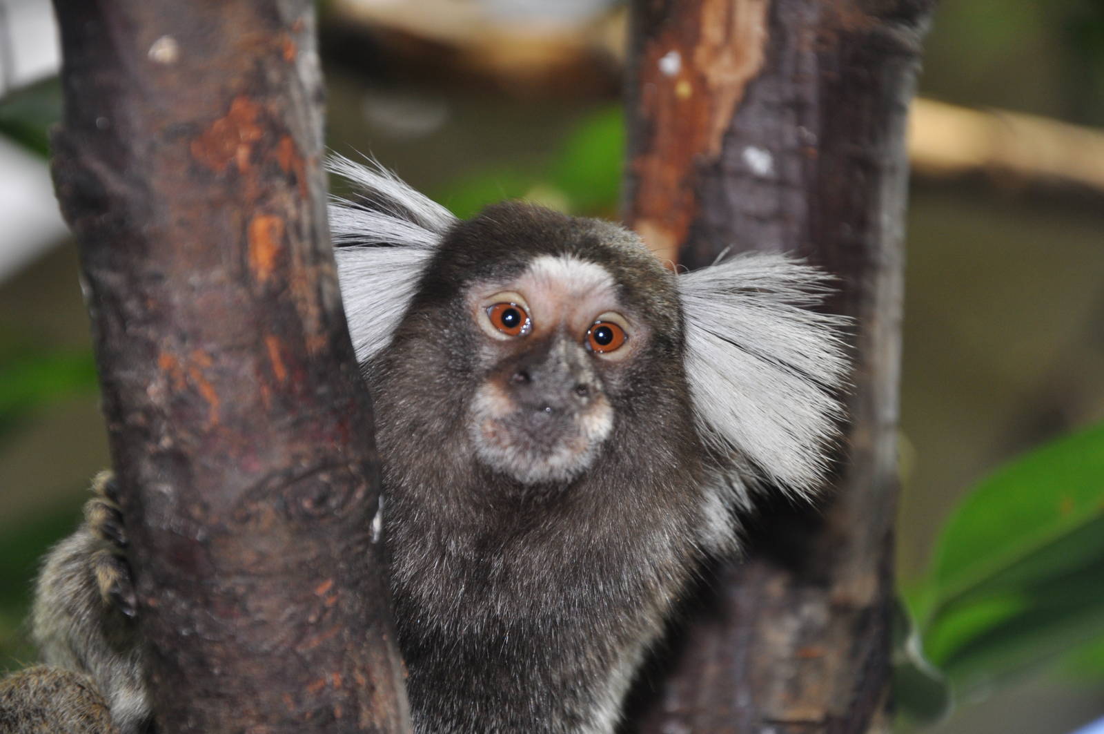 Common marmoset