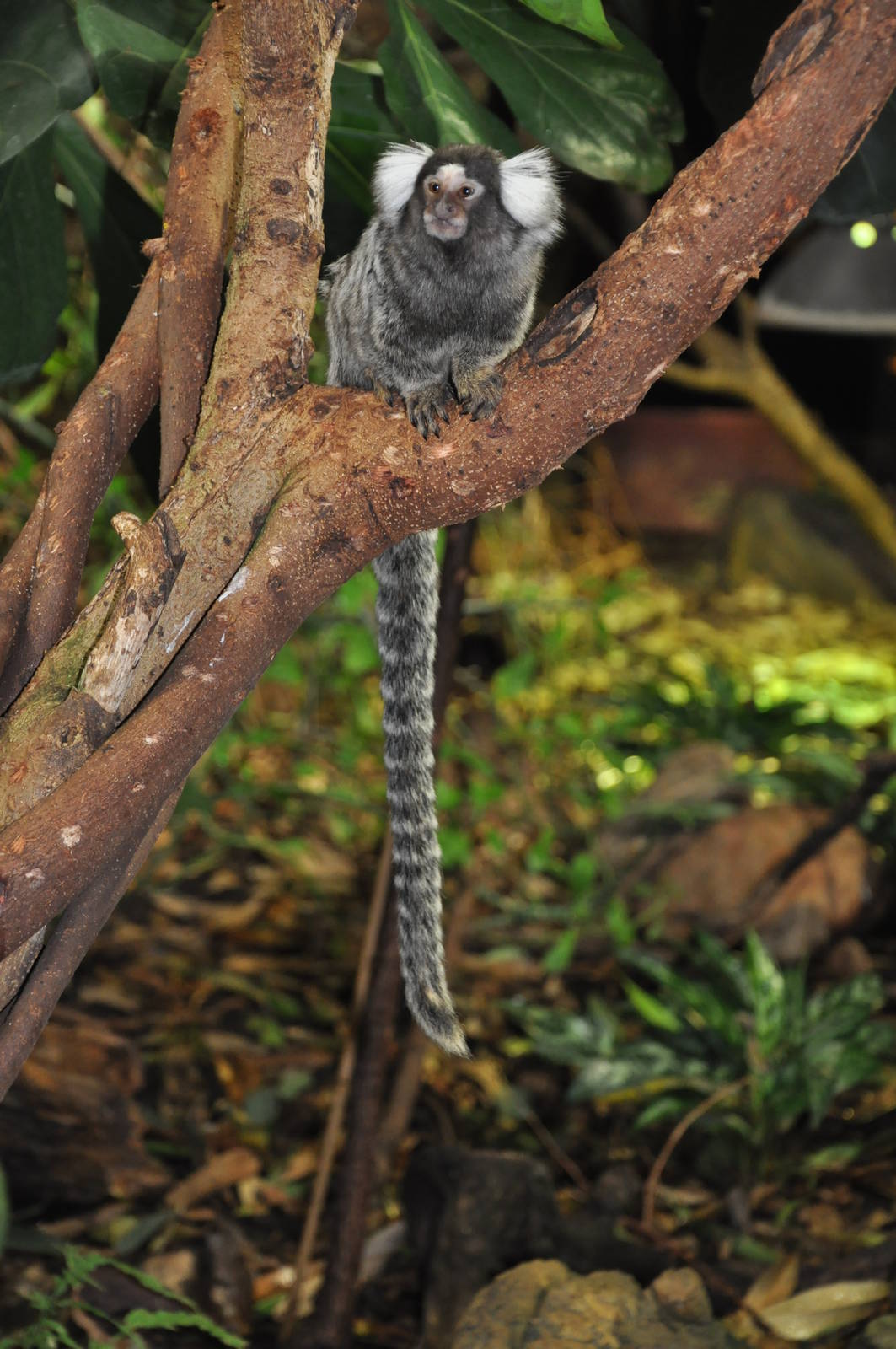 Common marmoset