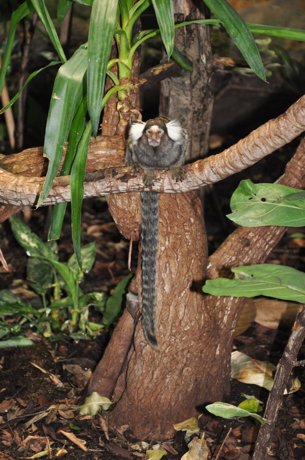Common marmoset