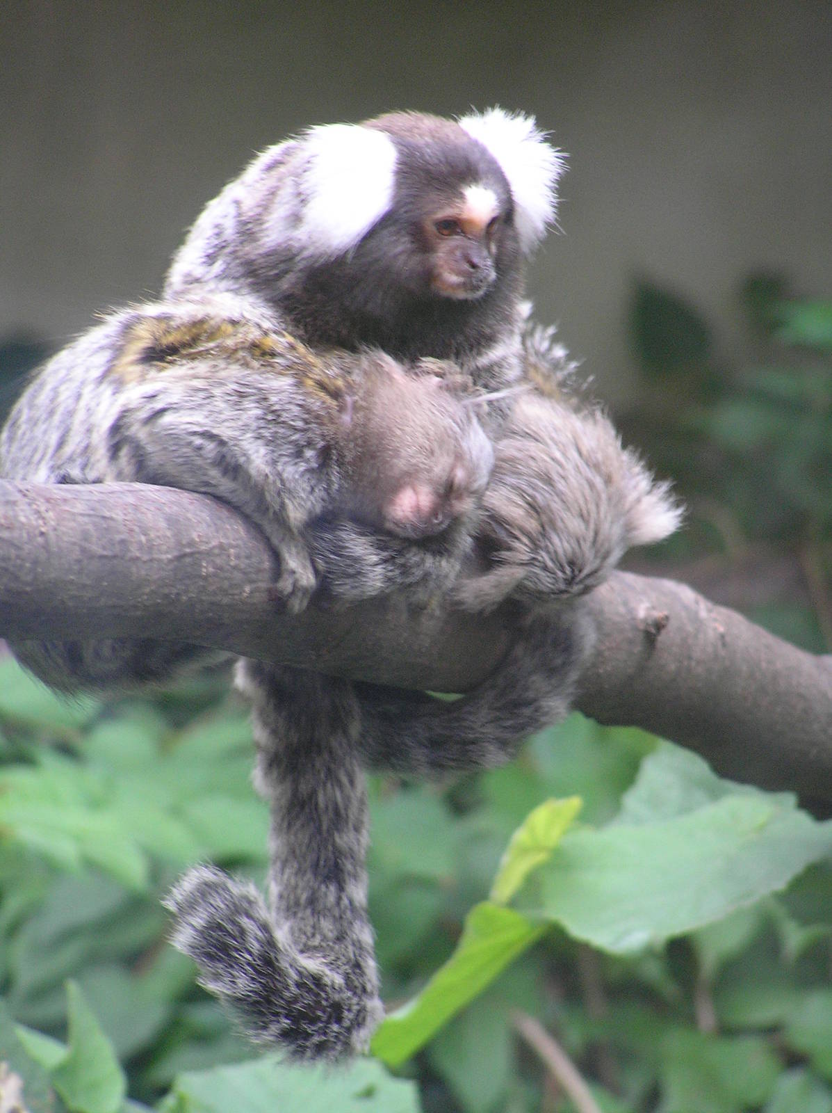 Common marmosets- Aachen zoo