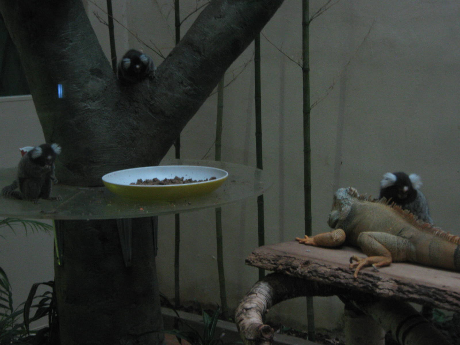 common marmosets and iguanas in the Bird House