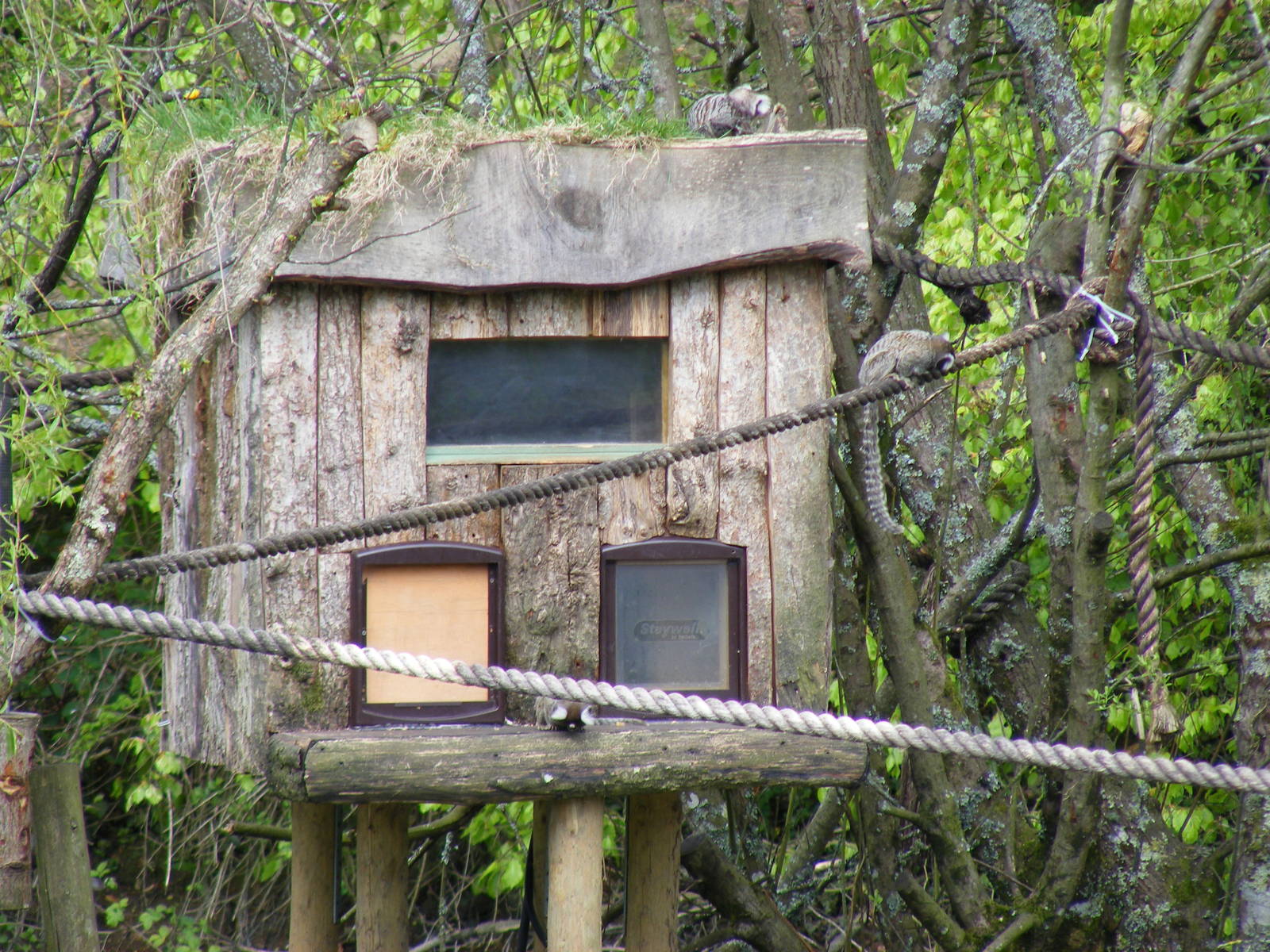 Common marmosets at Manor House Wildlife Park, 2 May 2010