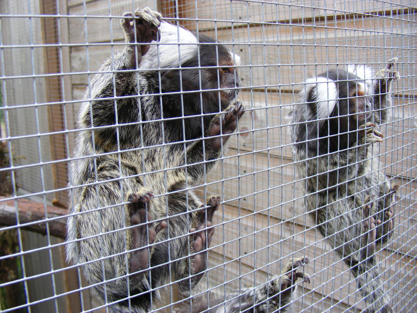 Common marmosets at Wickid Pets - Animal Adventure, 29 April 2011