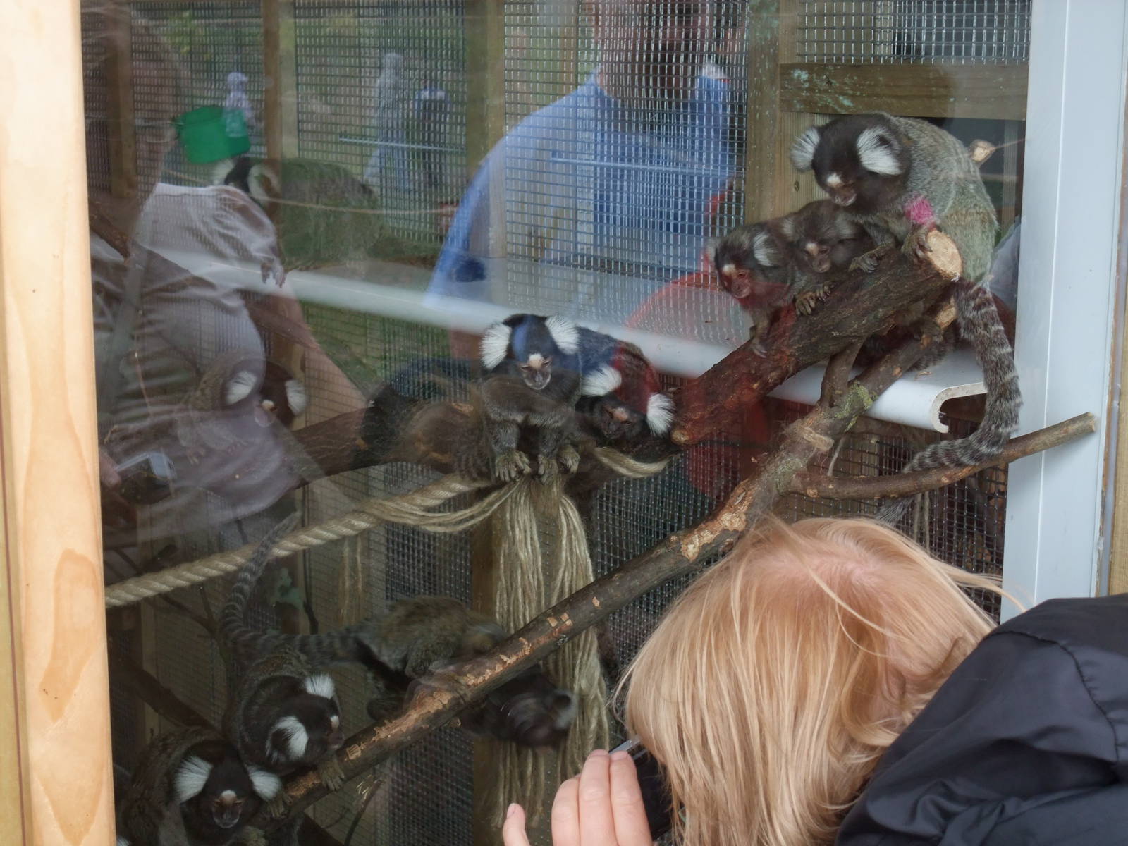 Common Marmosets at Yorkshire WP, 07/08/11