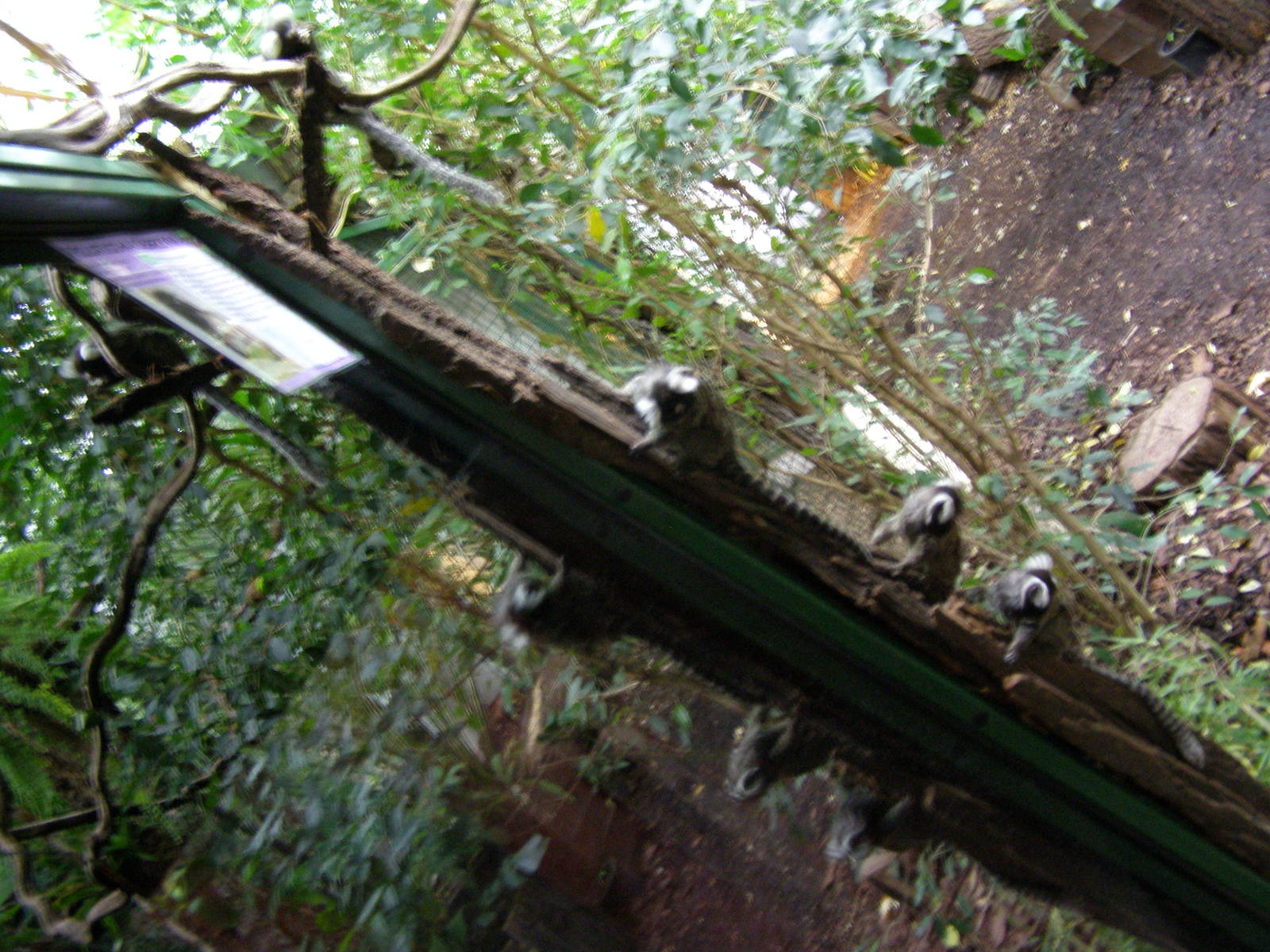 common marmosets (Callithrix jacchus)