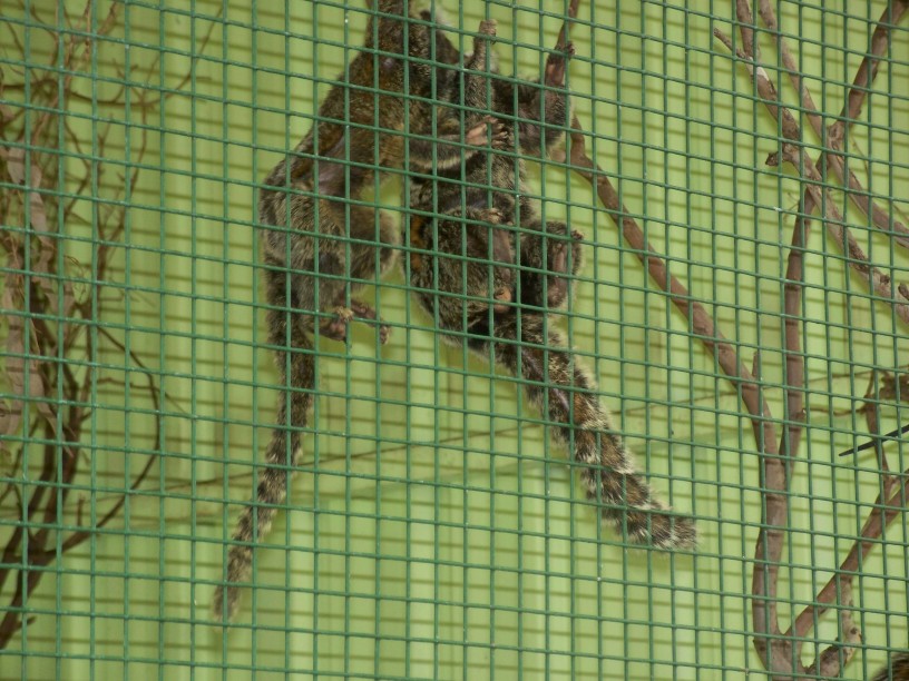 Common Marmosets - Darling Downs zoo Queensland