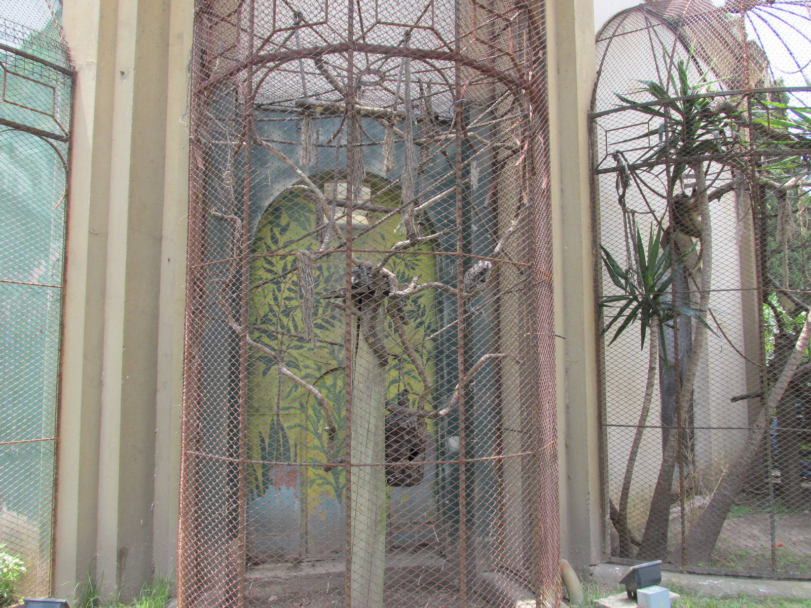 common marmosets exhibit BA zoo