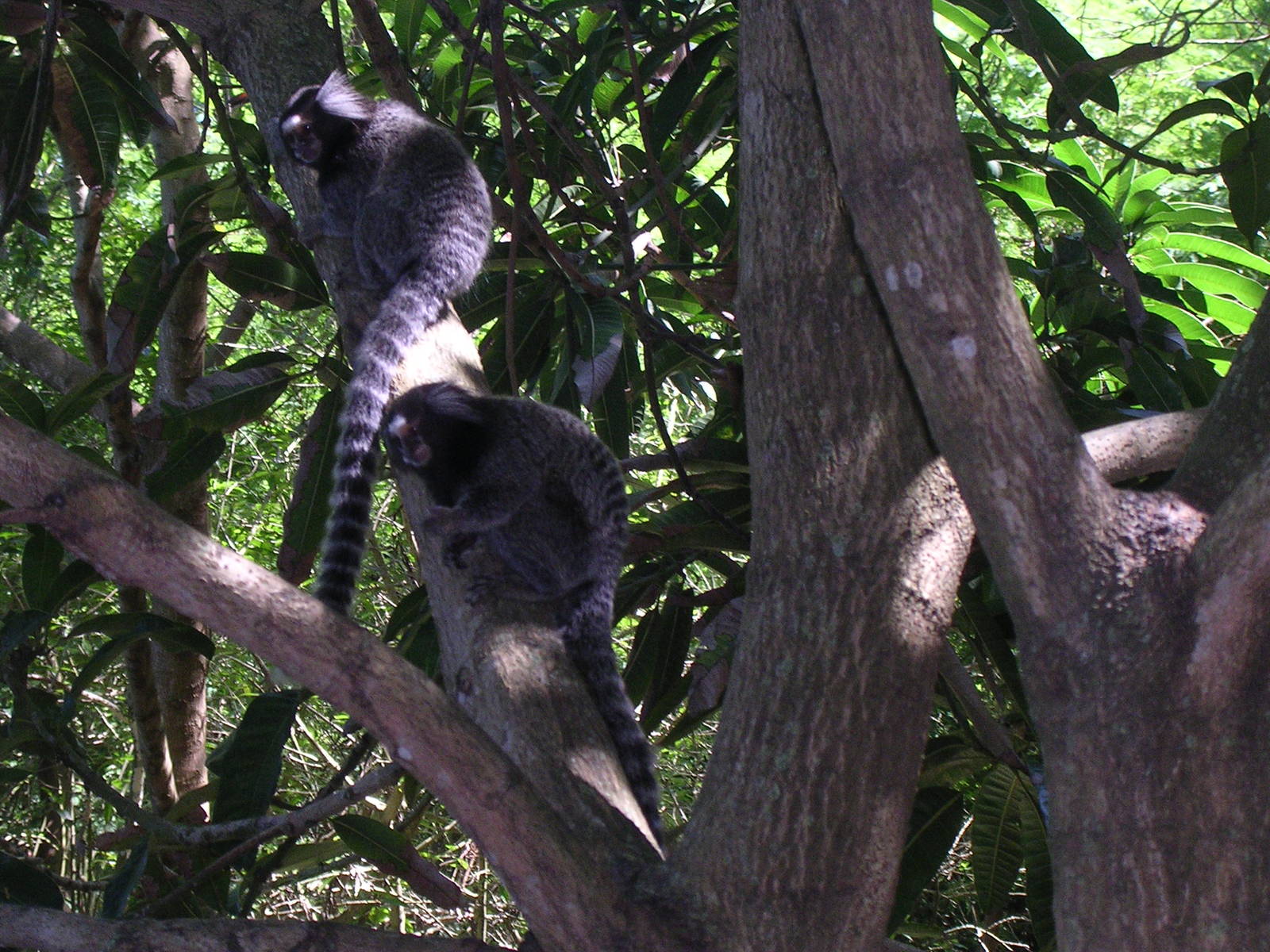 Common marmosets in tree