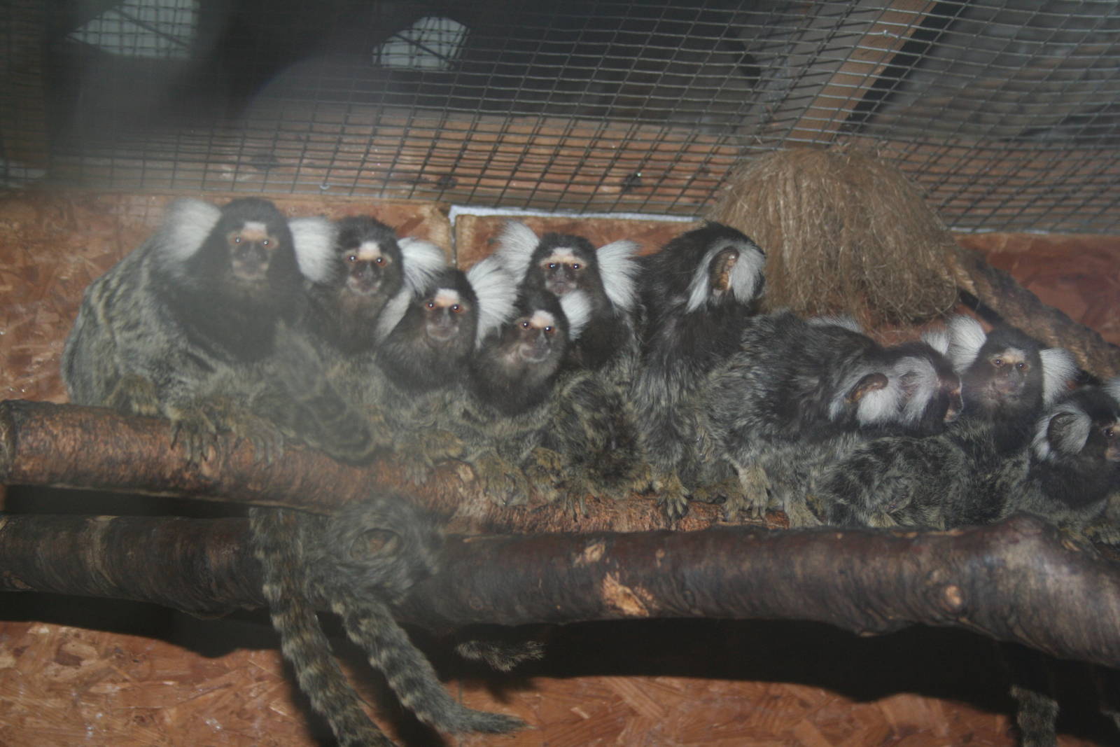 Common marmosets - Lakeland oasis 08