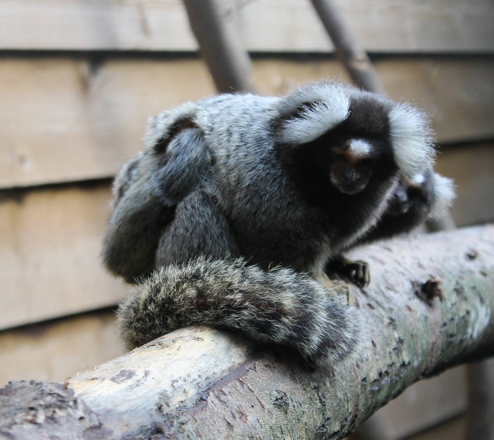Common marmosets with young