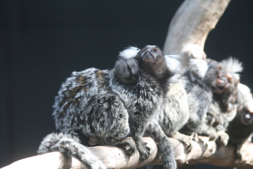 Common Marmosets