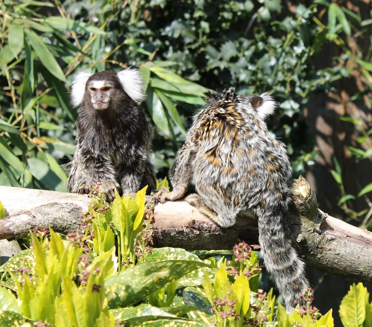 Common marmosets