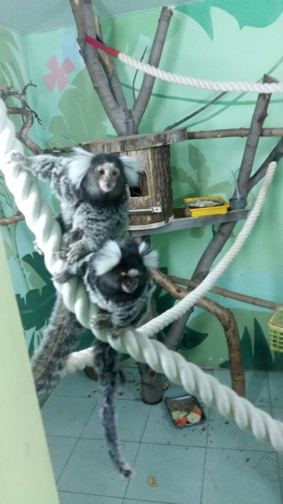 Common marmosets