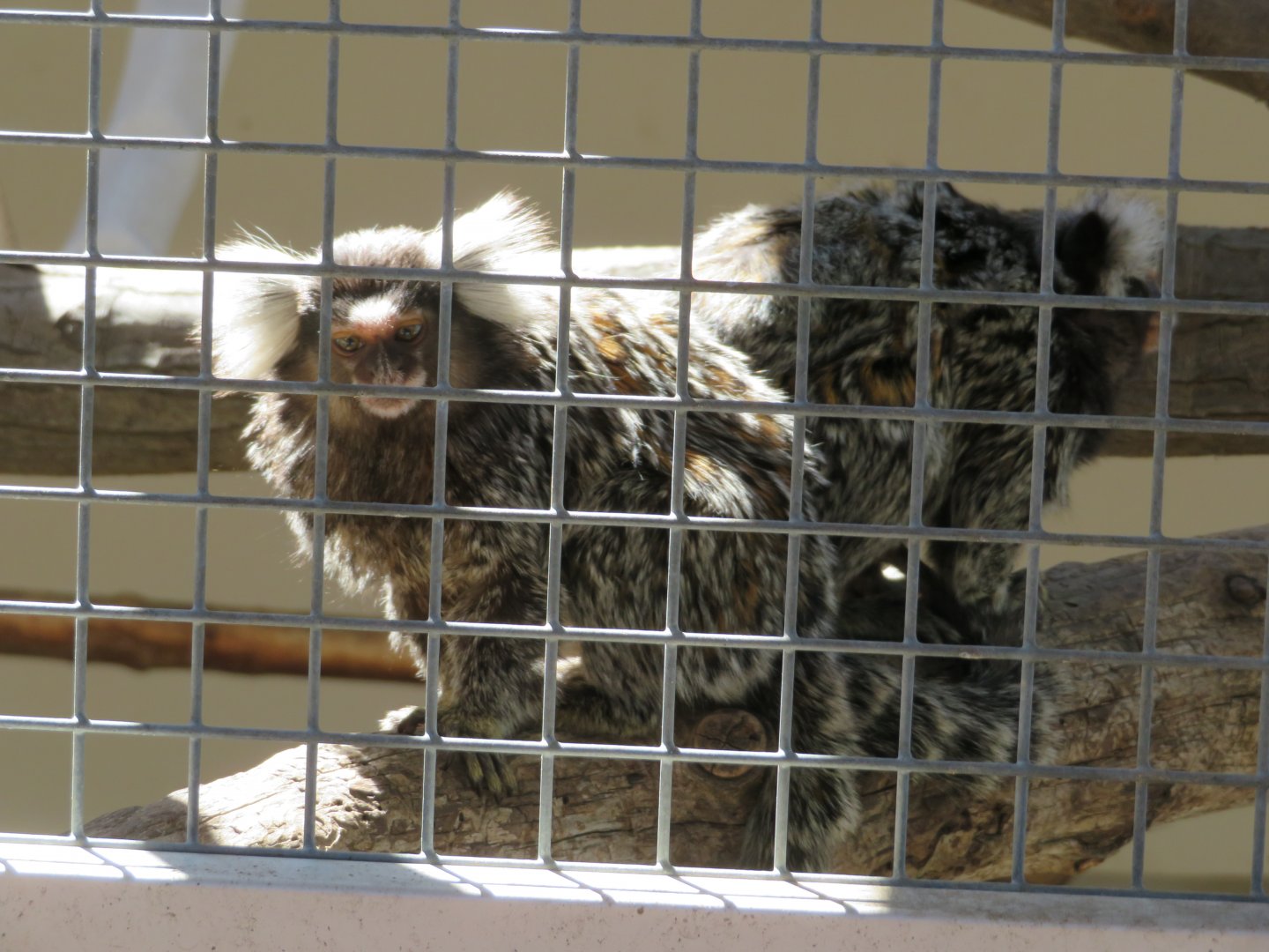 Common Marmosets