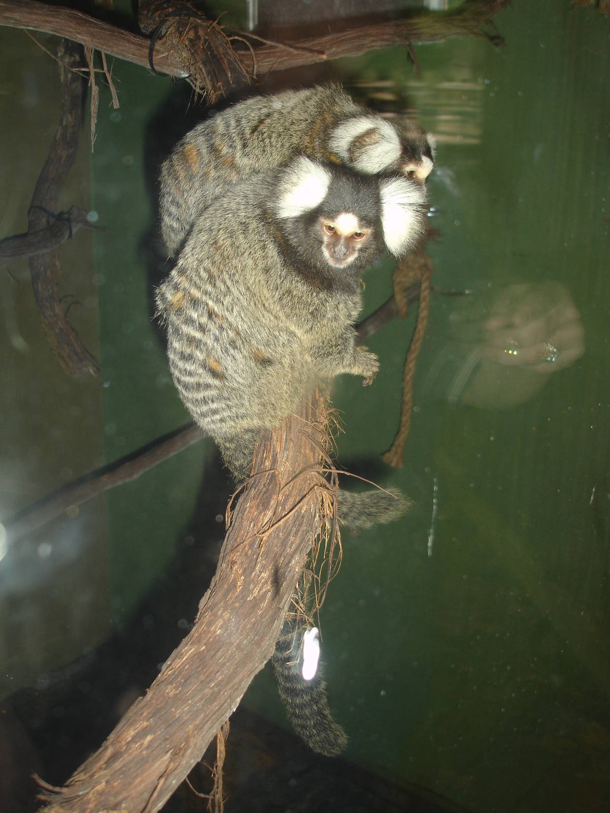 Common Marmosets
