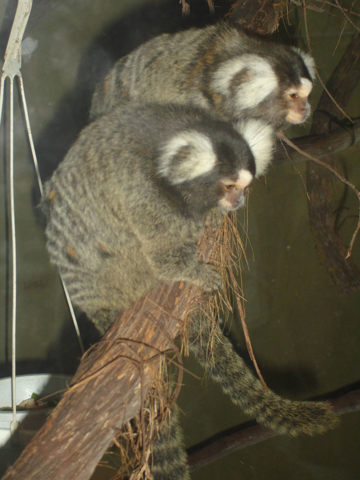 Common Marmosets