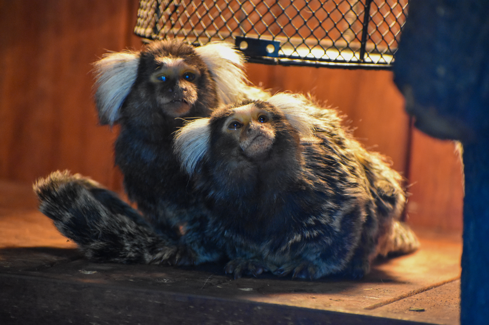 Common Marmosets