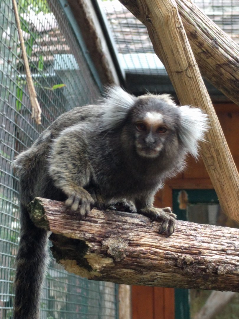 Common marmosett