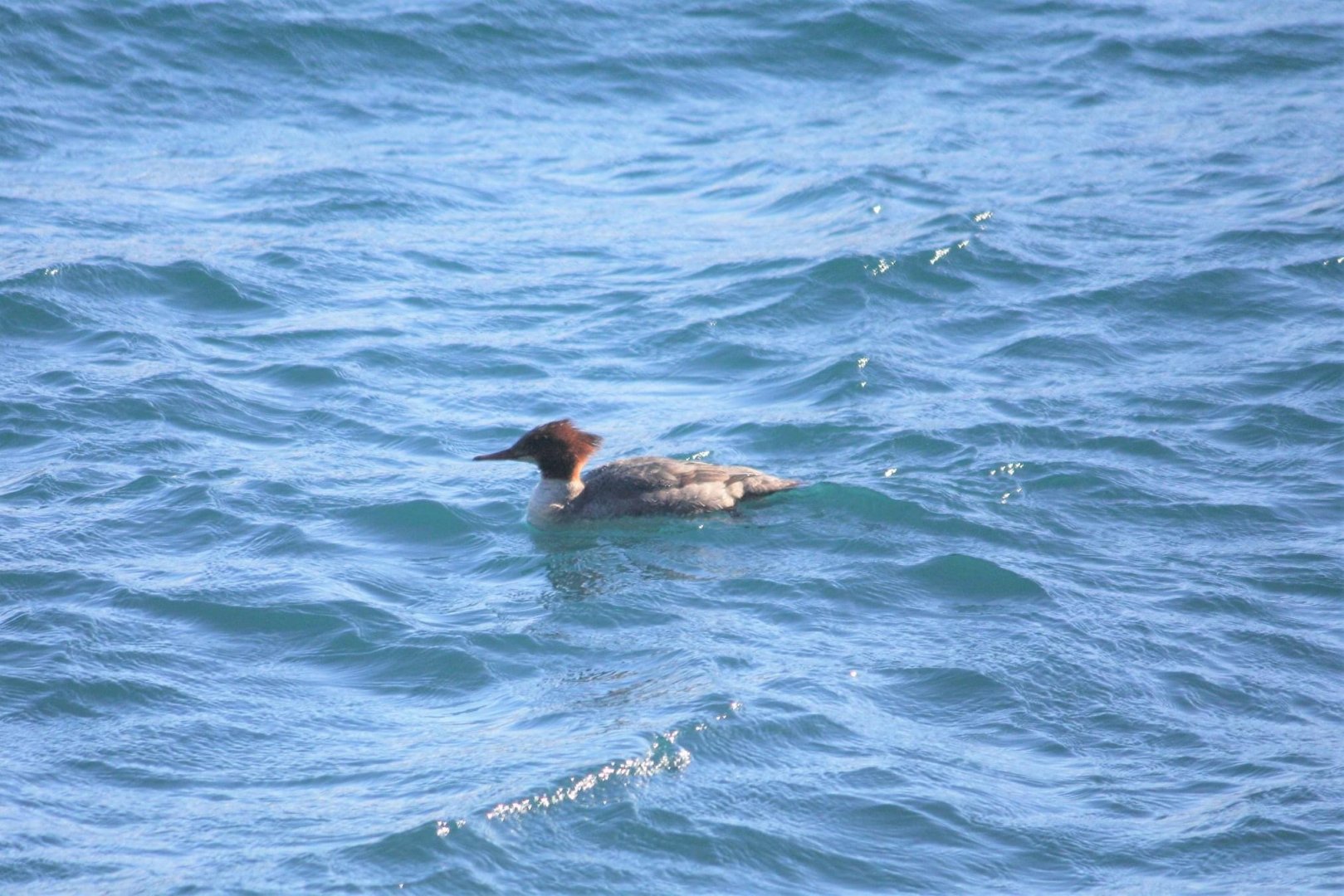 Common Merganser - Alaska