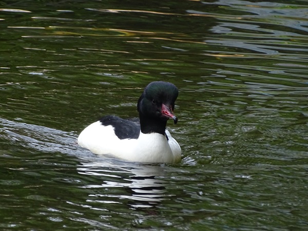 Common merganser (Mergus merganser merganser)