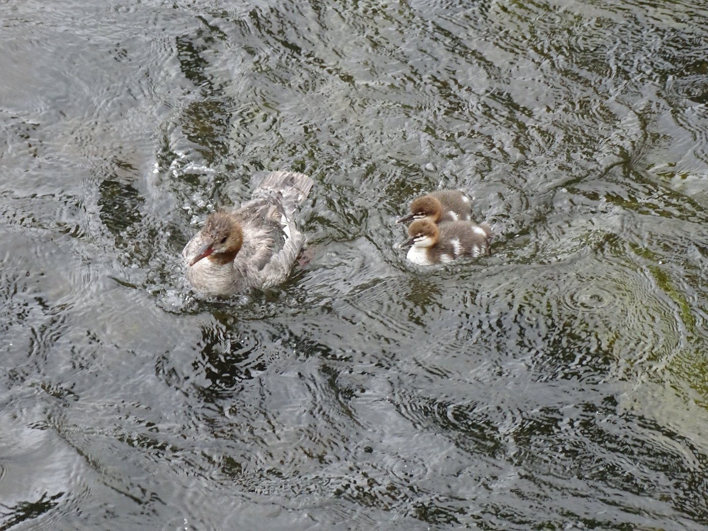 Common merganser (Mergus merganser)