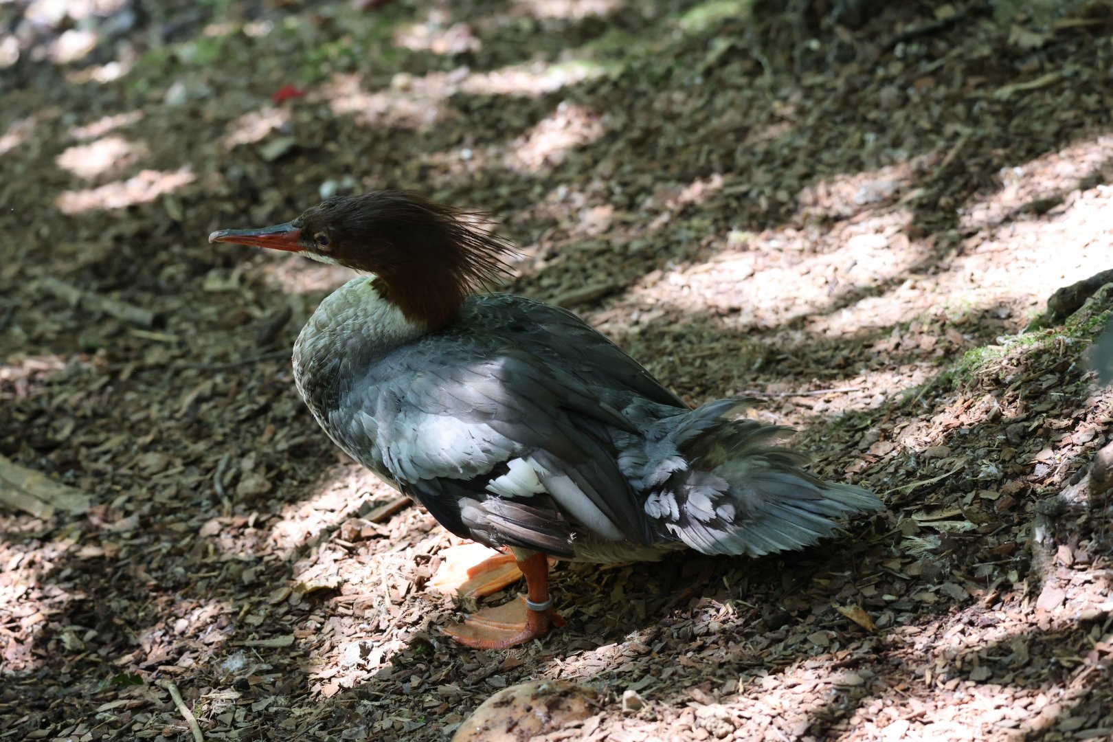 Common merganser (Mergus merganser)