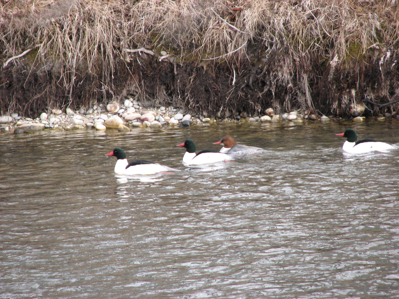 Common Merganser