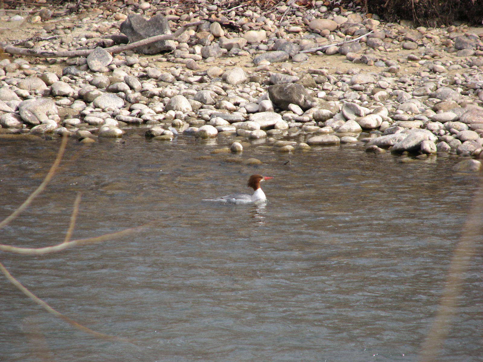 Common Merganser