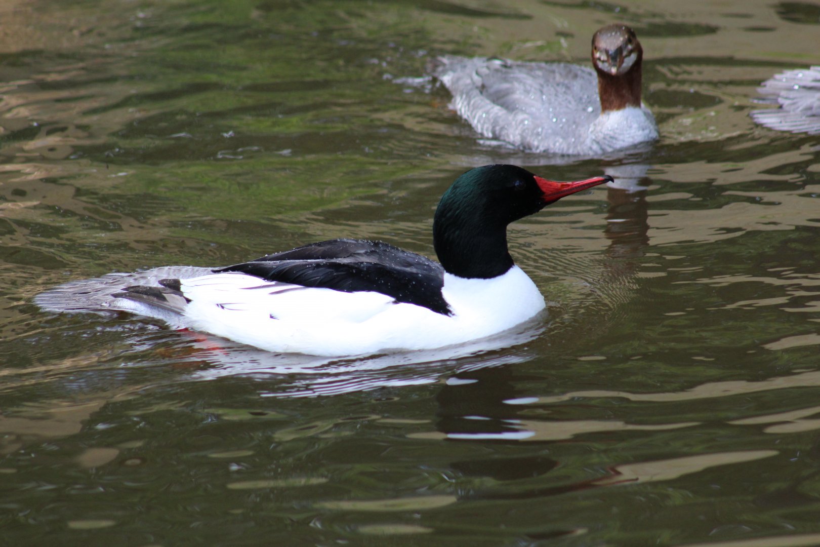 Common Merganser