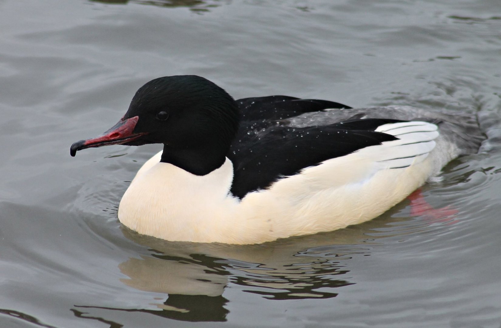 Common merganser