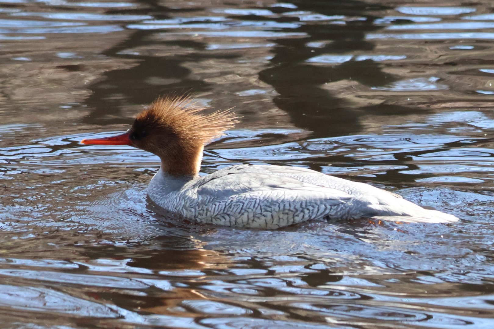 Common Merganser