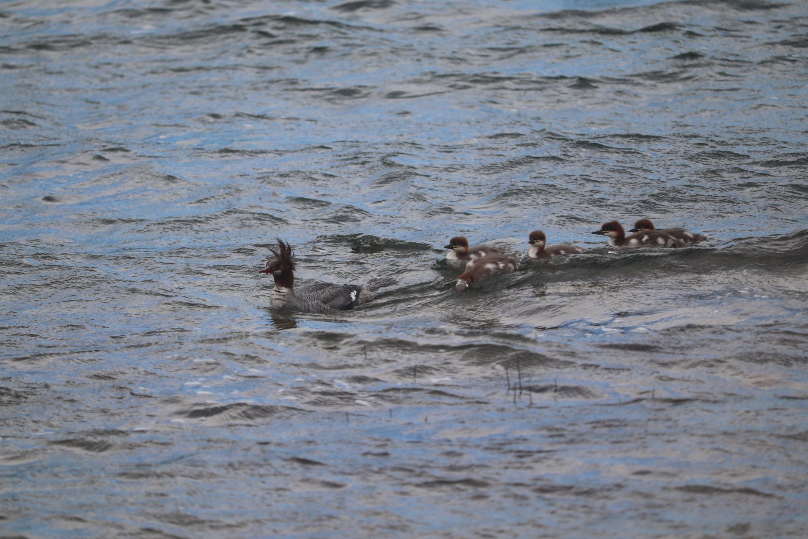 Common Mergansers