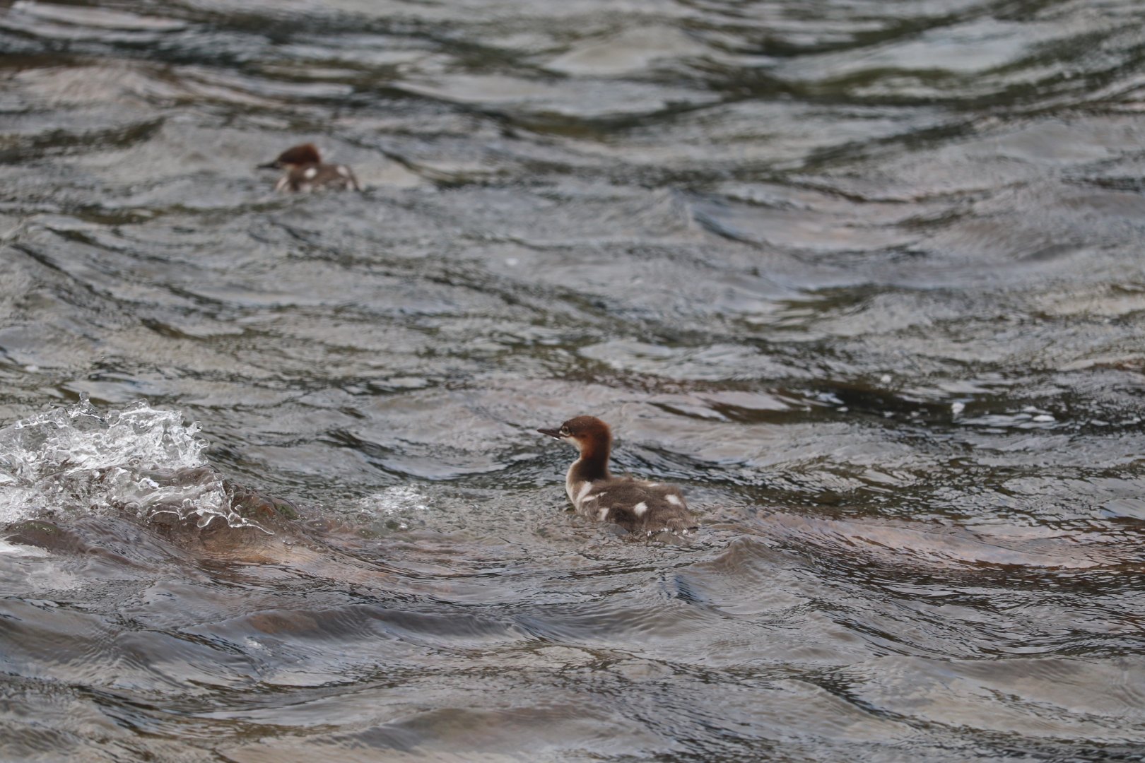 Common Mergansers