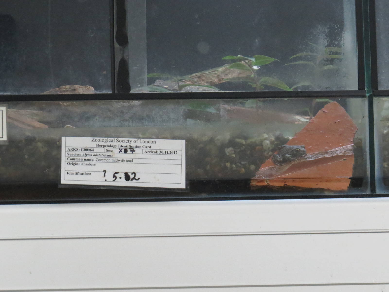 Common midwife toad, July 2015.