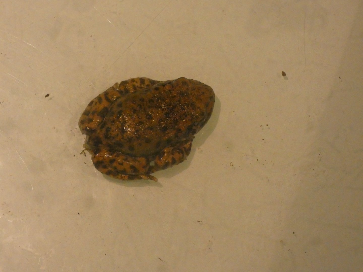 Common midwife toad